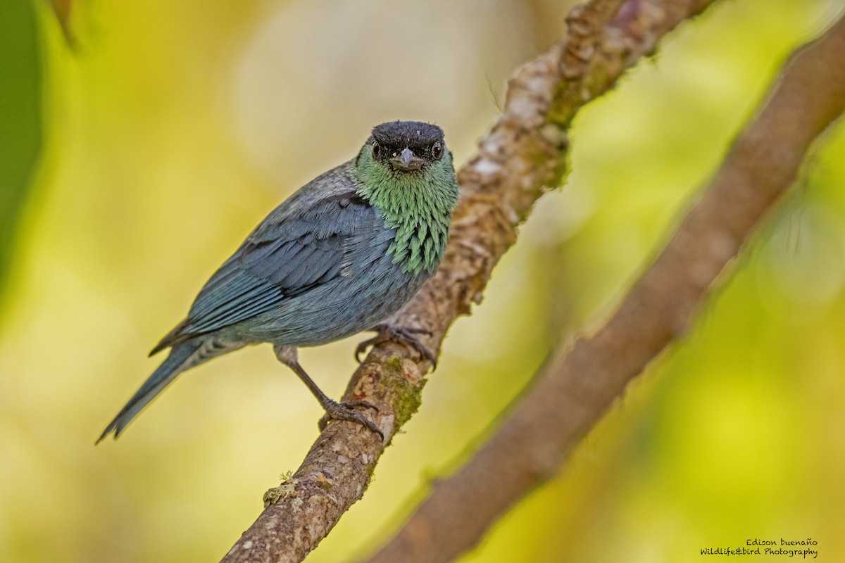 Black-capped Tanager - ML620292511