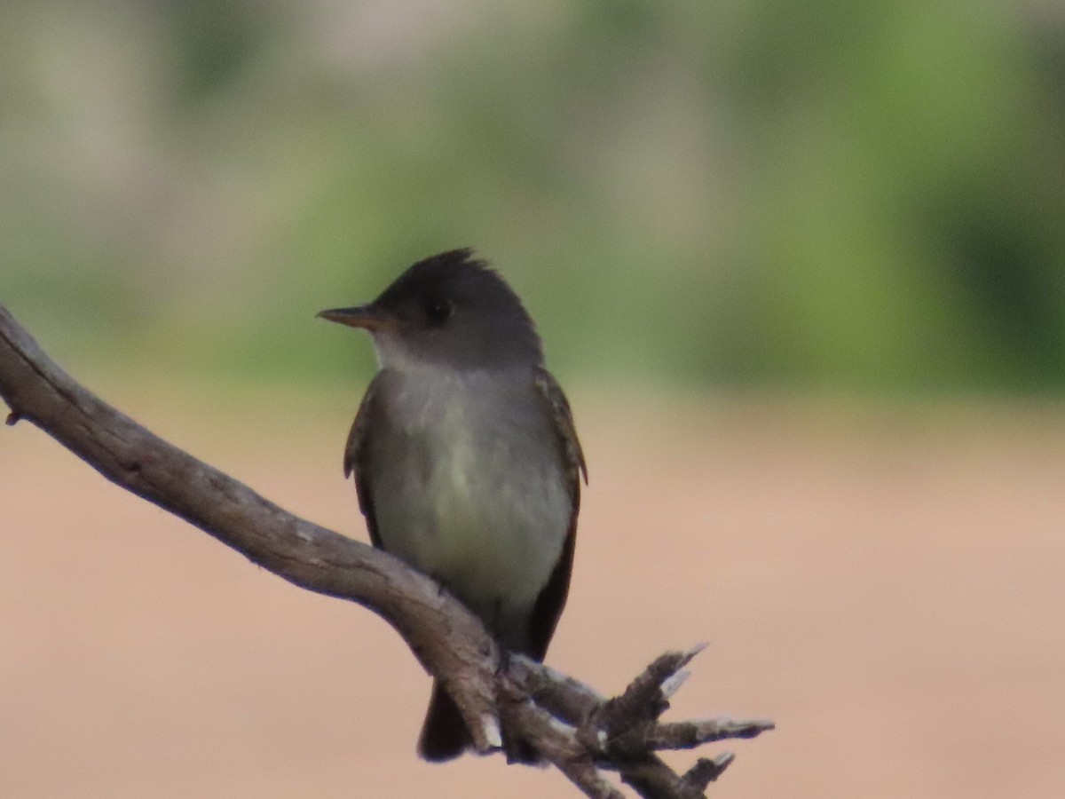 Eastern Wood-Pewee - Sara Boscoe