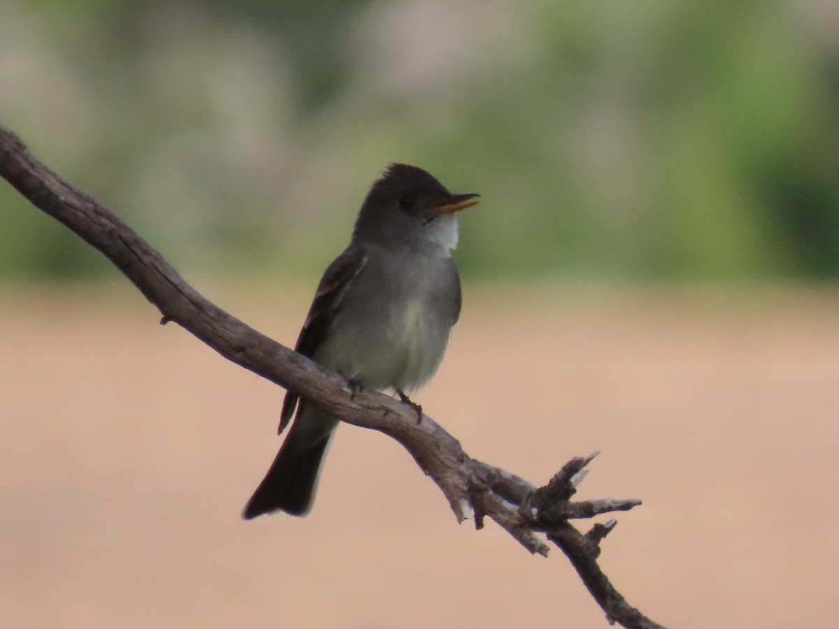 Eastern Wood-Pewee - Sara Boscoe