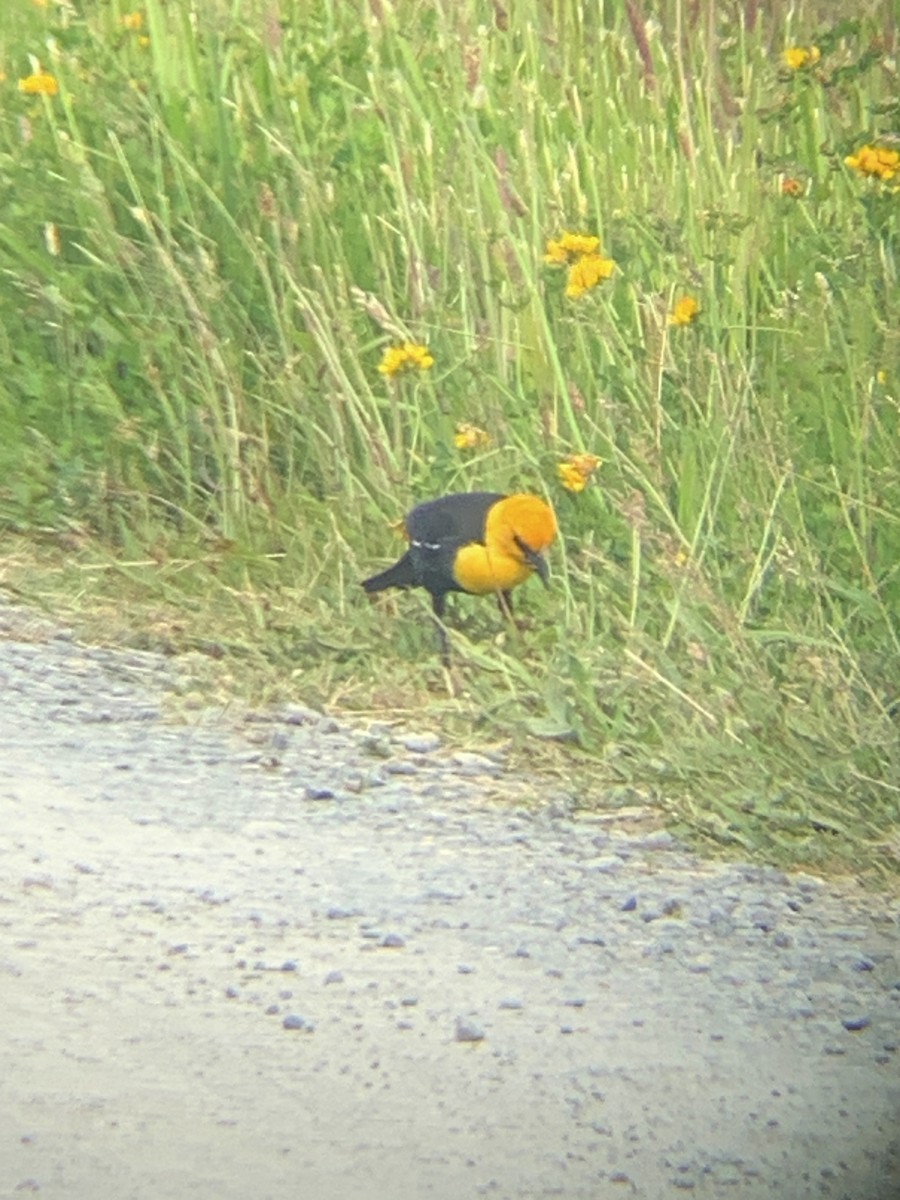 Yellow-headed Blackbird - Raymond Rosselot