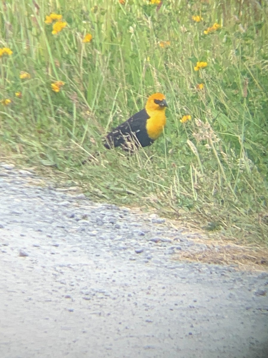 Yellow-headed Blackbird - Raymond Rosselot