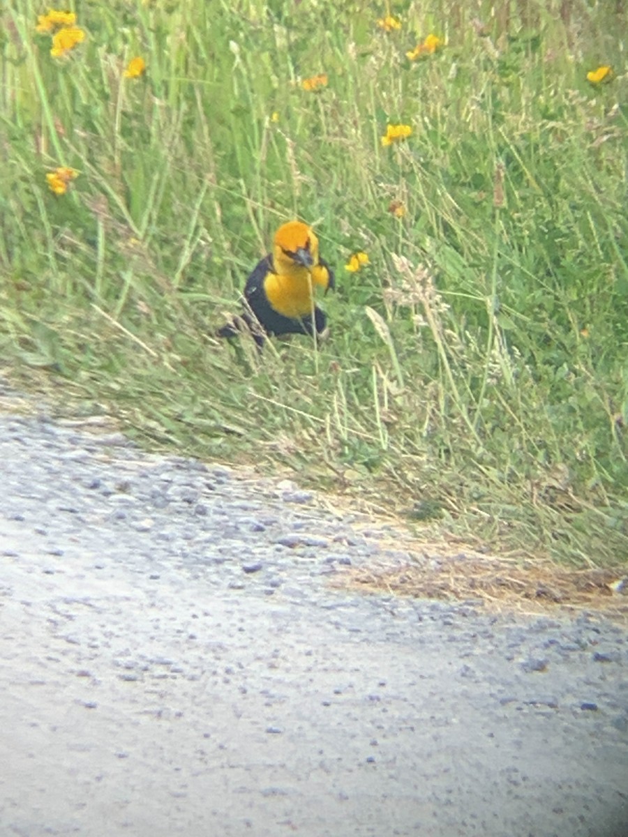 Yellow-headed Blackbird - ML620292524