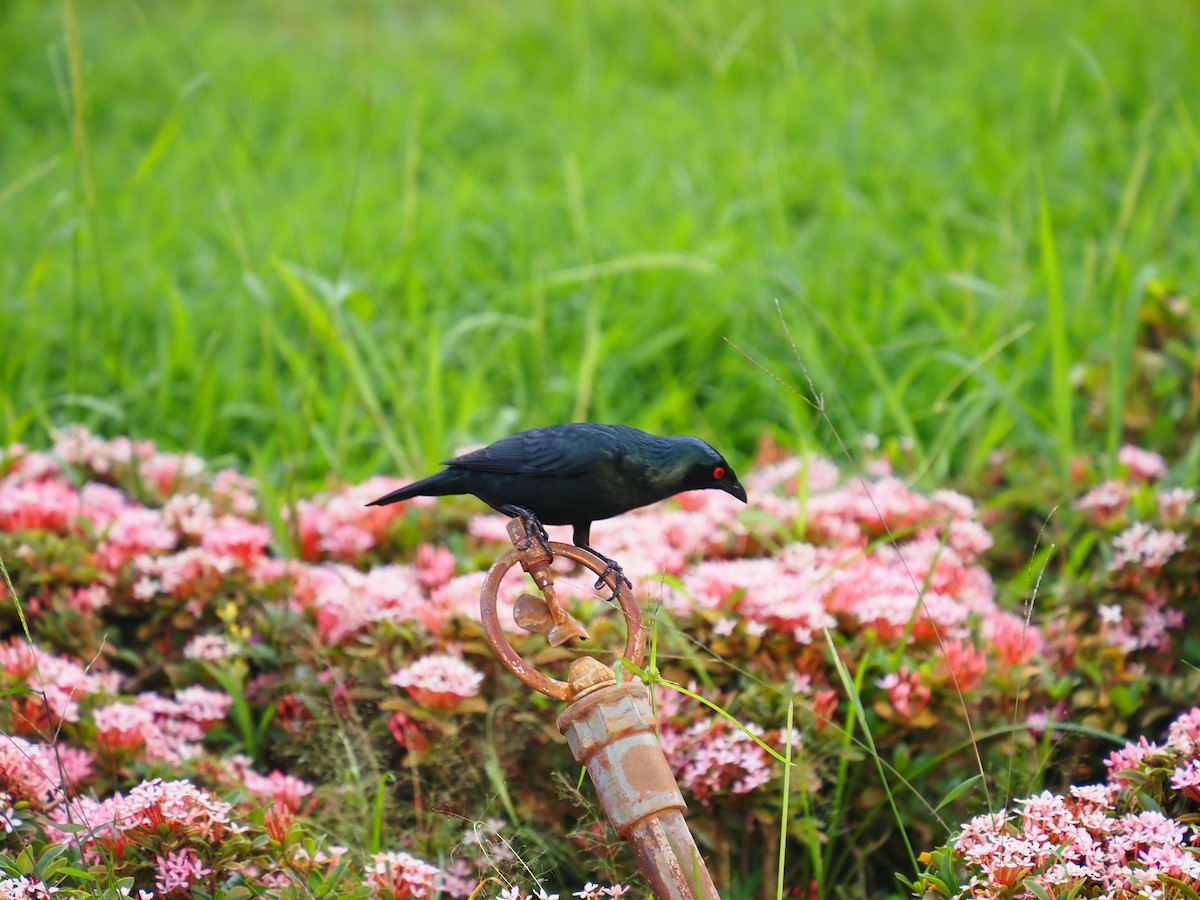 Asian Glossy Starling - ML620292526