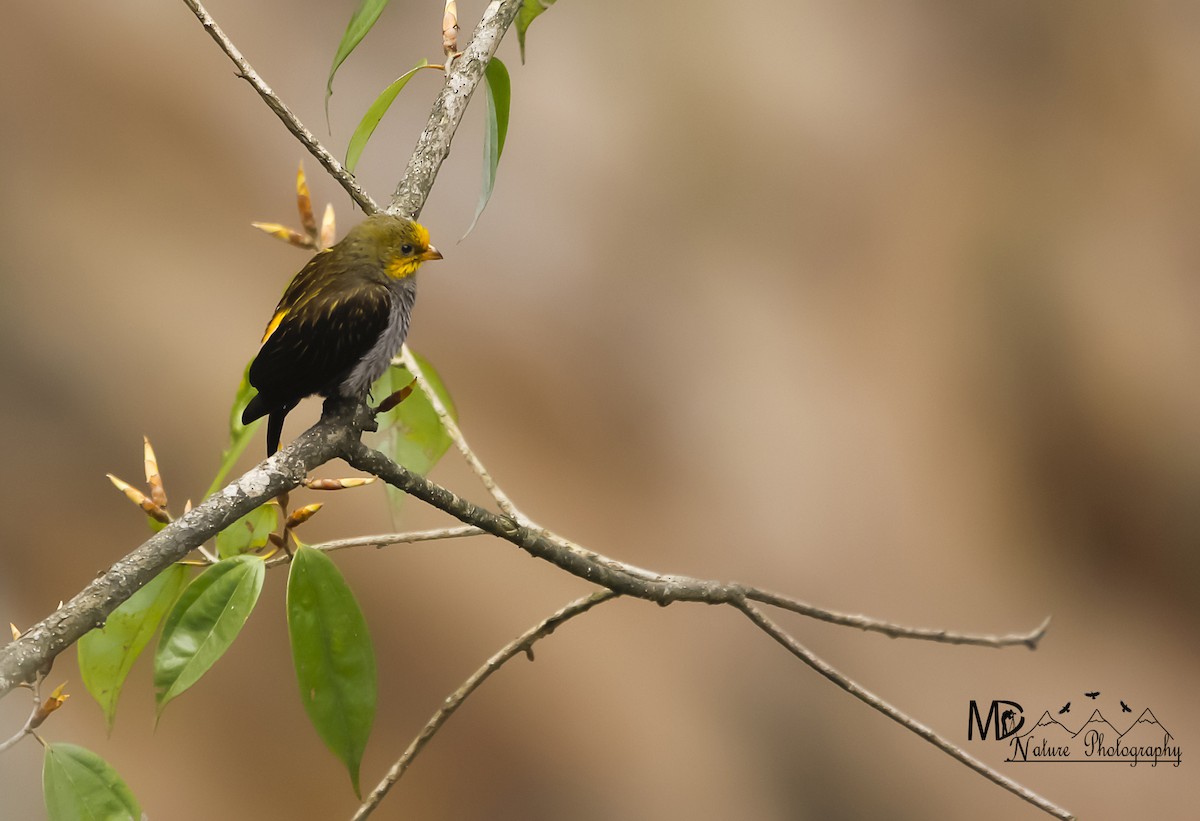 Yellow-rumped Honeyguide - ML620292529