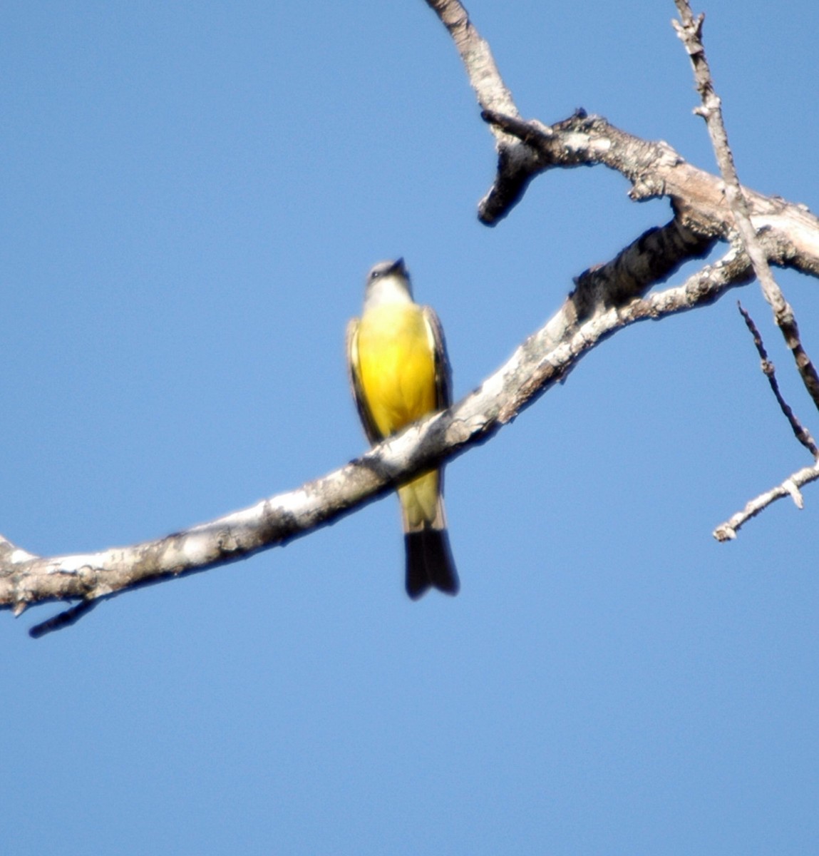 Couch's Kingbird - TONY STEWART