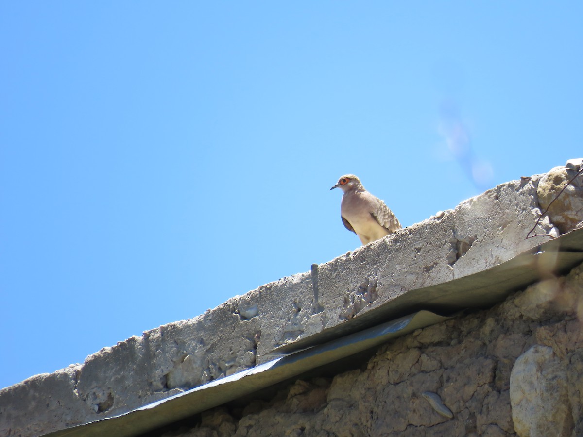 Bare-faced Ground Dove - ML620292544