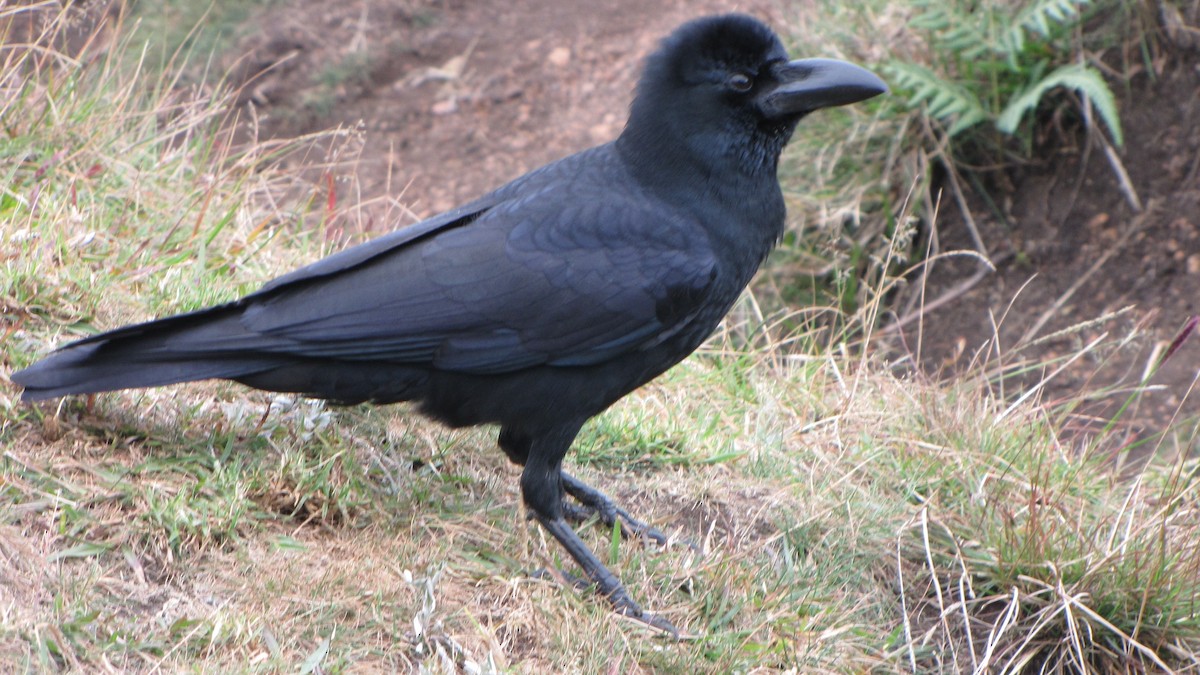 Large-billed Crow - ML620292545