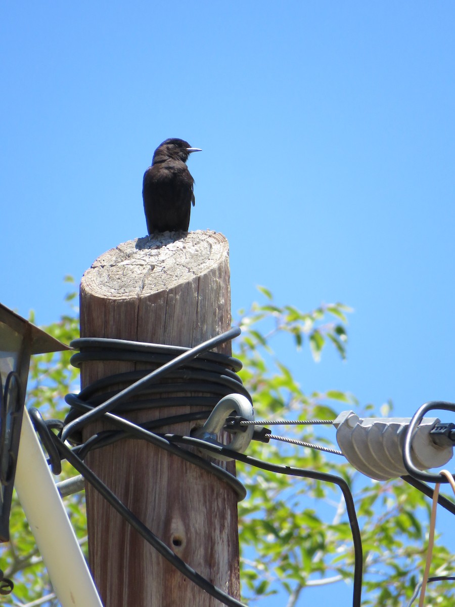 White-winged Black-Tyrant - ML620292547