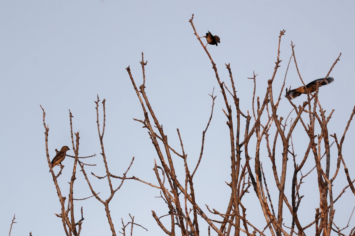 Hawfinch - ML620292550