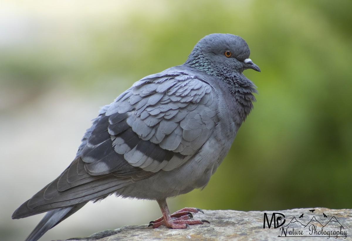 Pigeon biset (forme domestique) - ML620292551