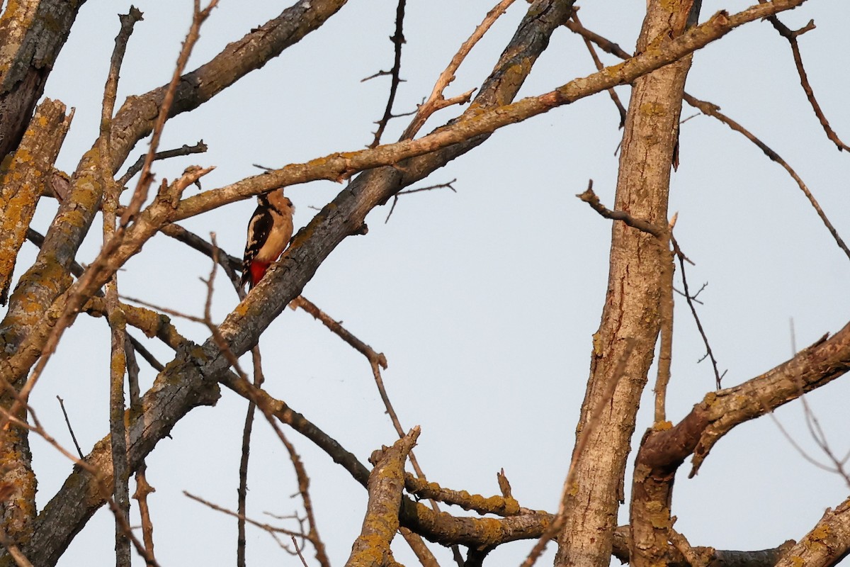 Great Spotted Woodpecker - ML620292555