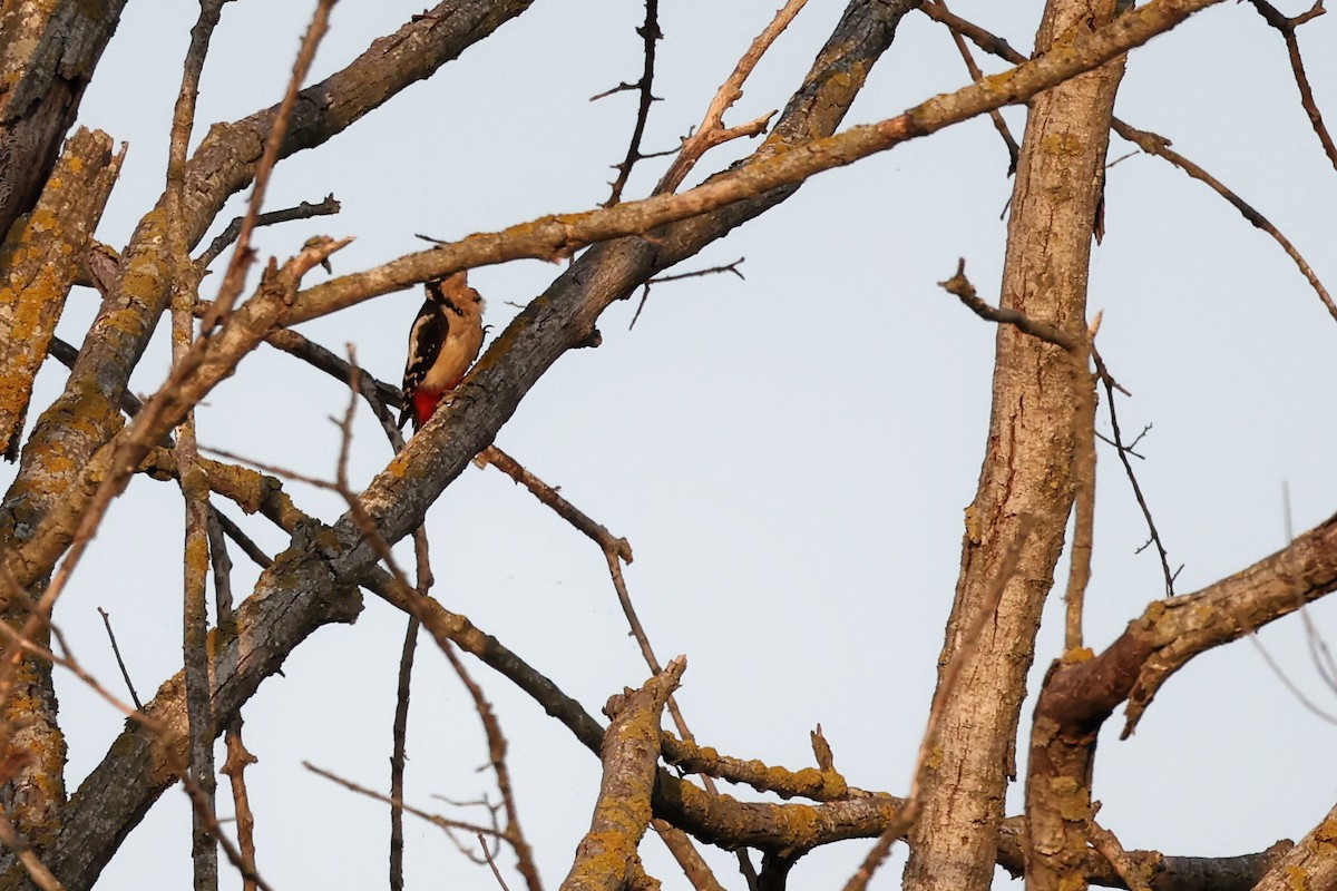 Great Spotted Woodpecker - ML620292556