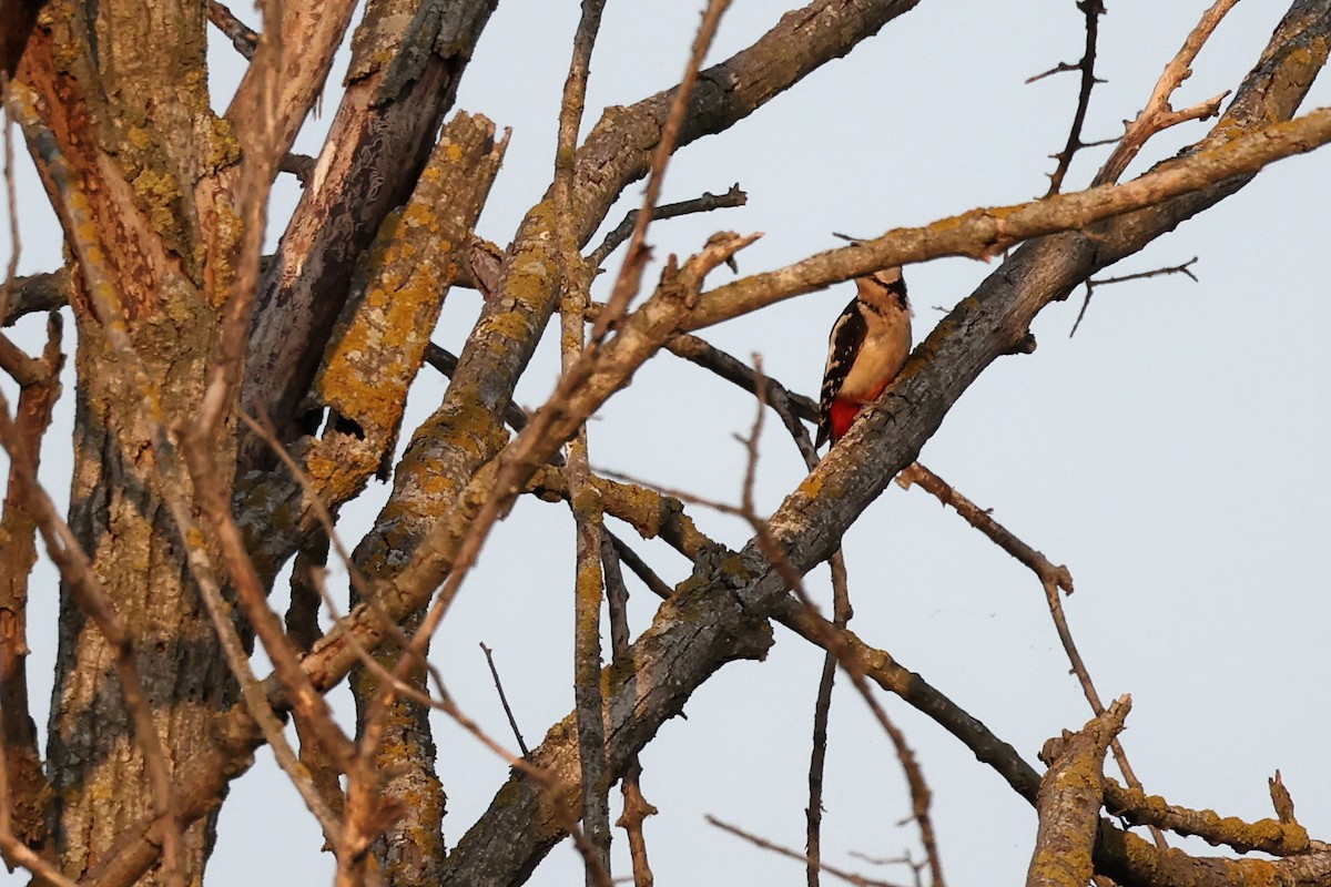 Great Spotted Woodpecker - ML620292557