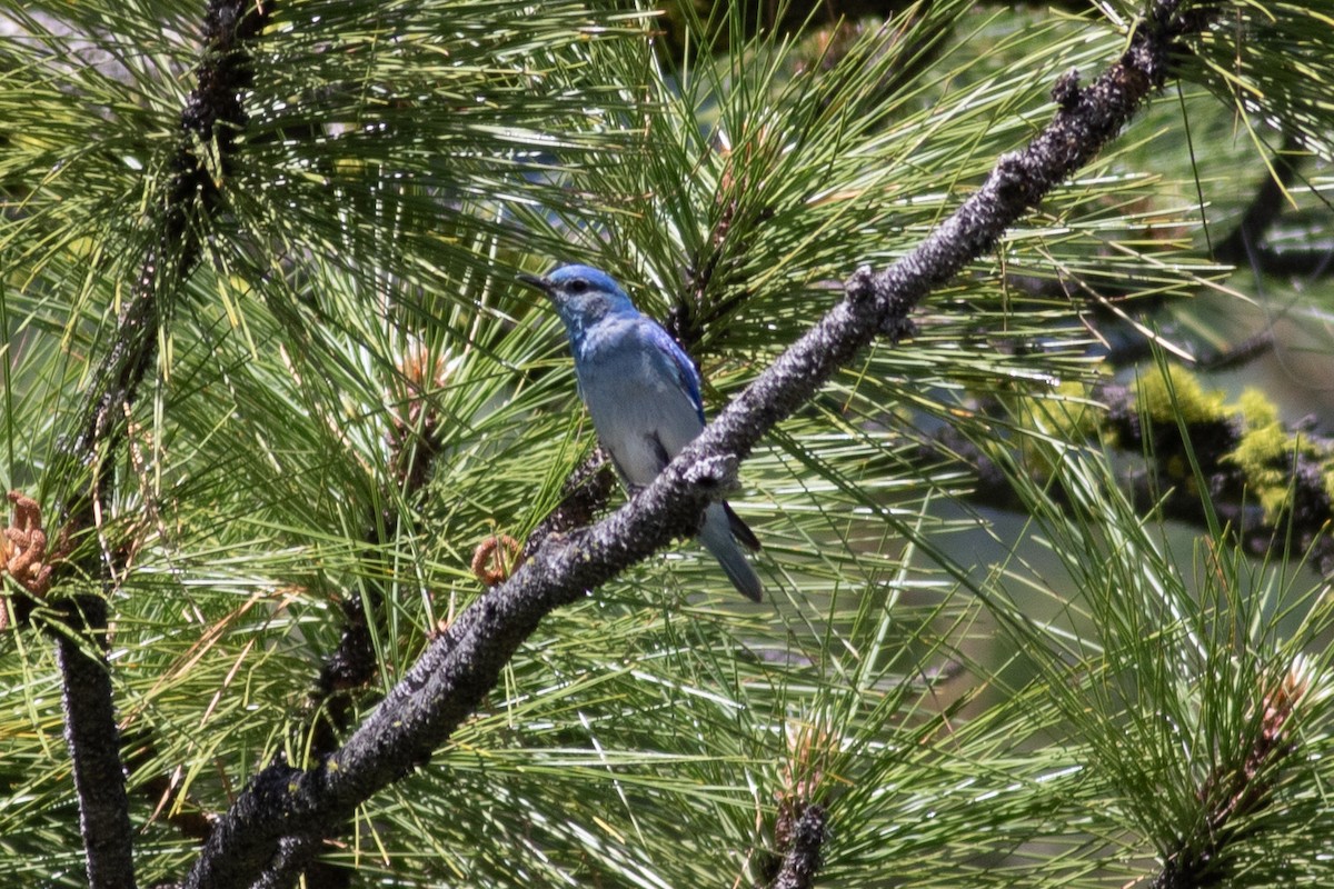 Mountain Bluebird - ML620292559