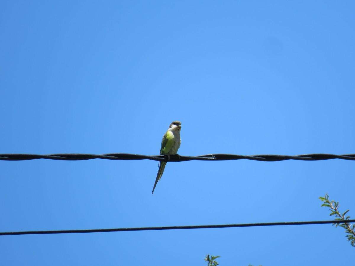 Gray-hooded Parakeet - ML620292562