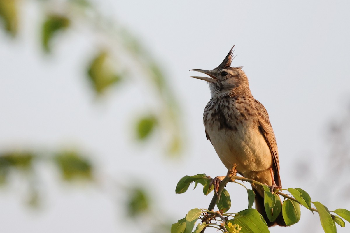 Crested Lark - ML620292564