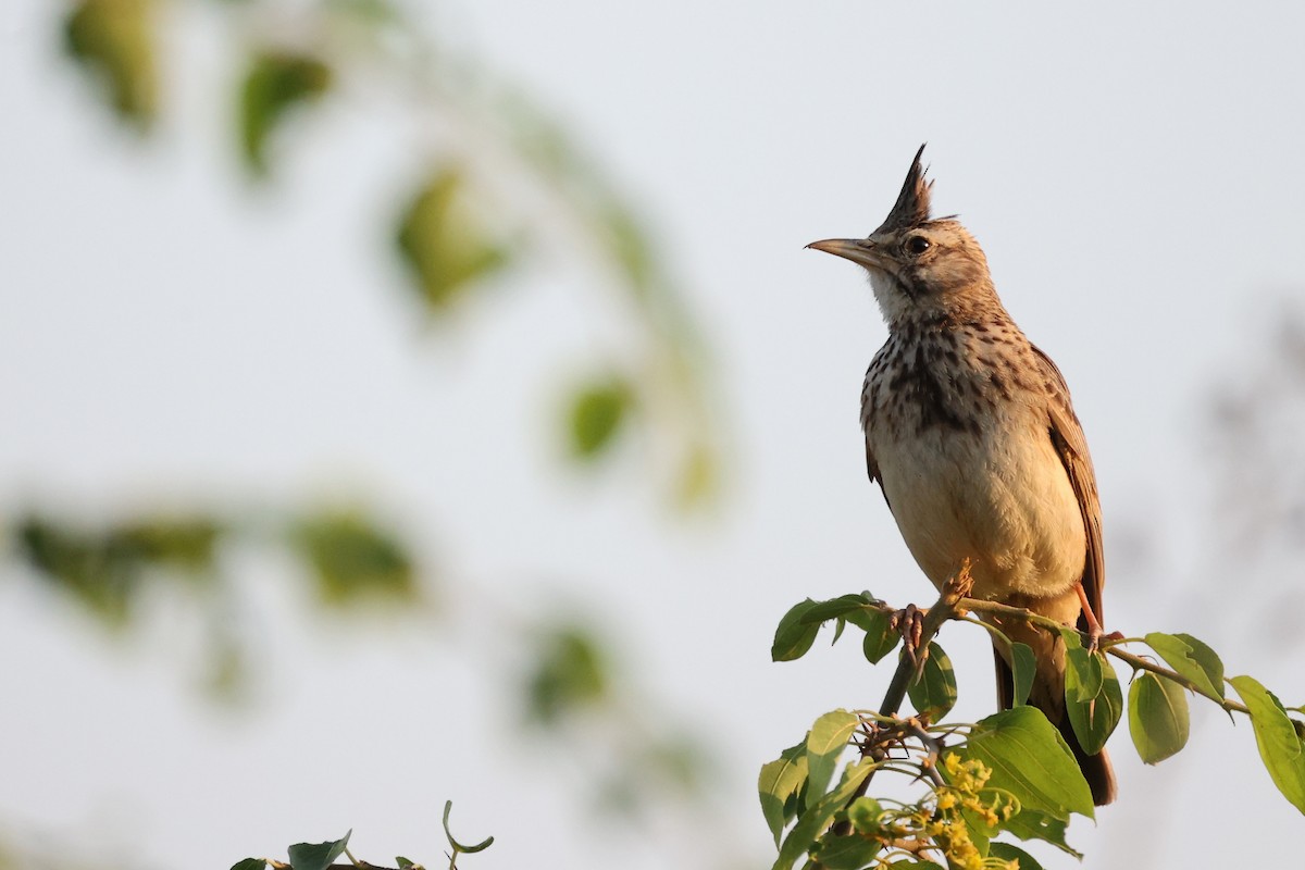 Crested Lark - ML620292567