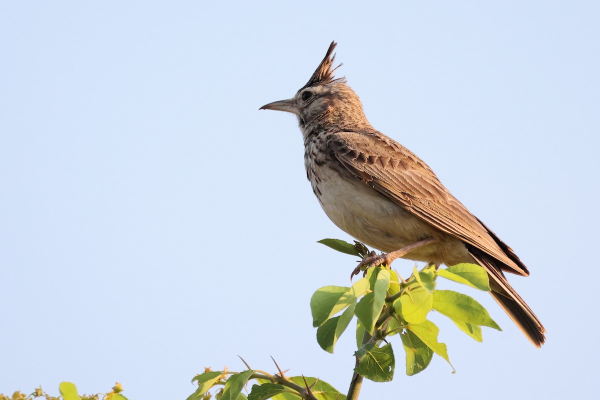 Crested Lark - ML620292572