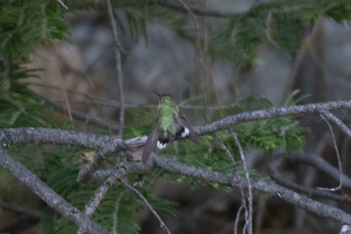 Calliope Hummingbird - ML620292573