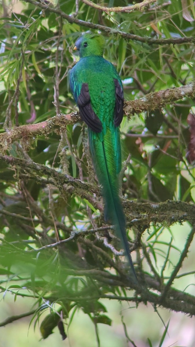 Quetzal resplendissant - ML620292576