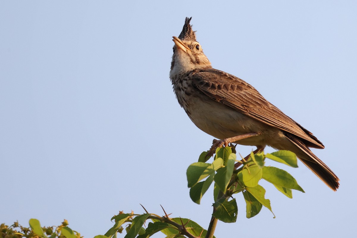 Crested Lark - ML620292577