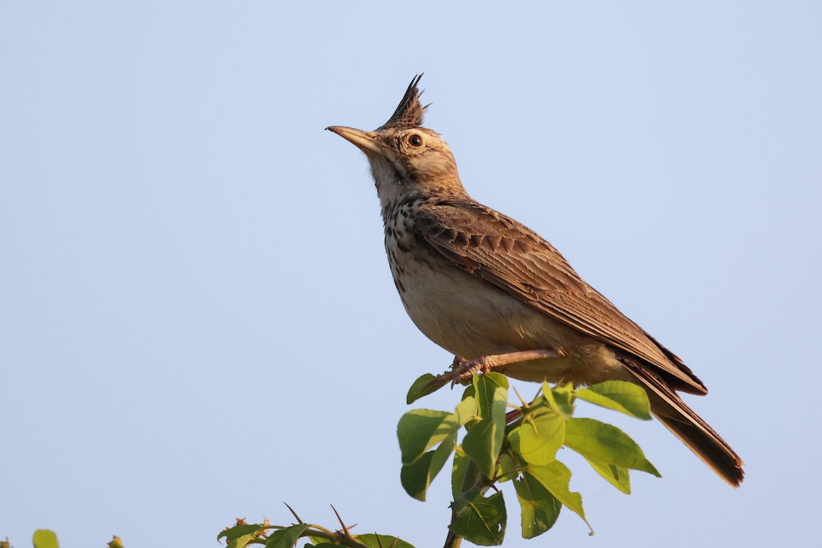 Crested Lark - ML620292578