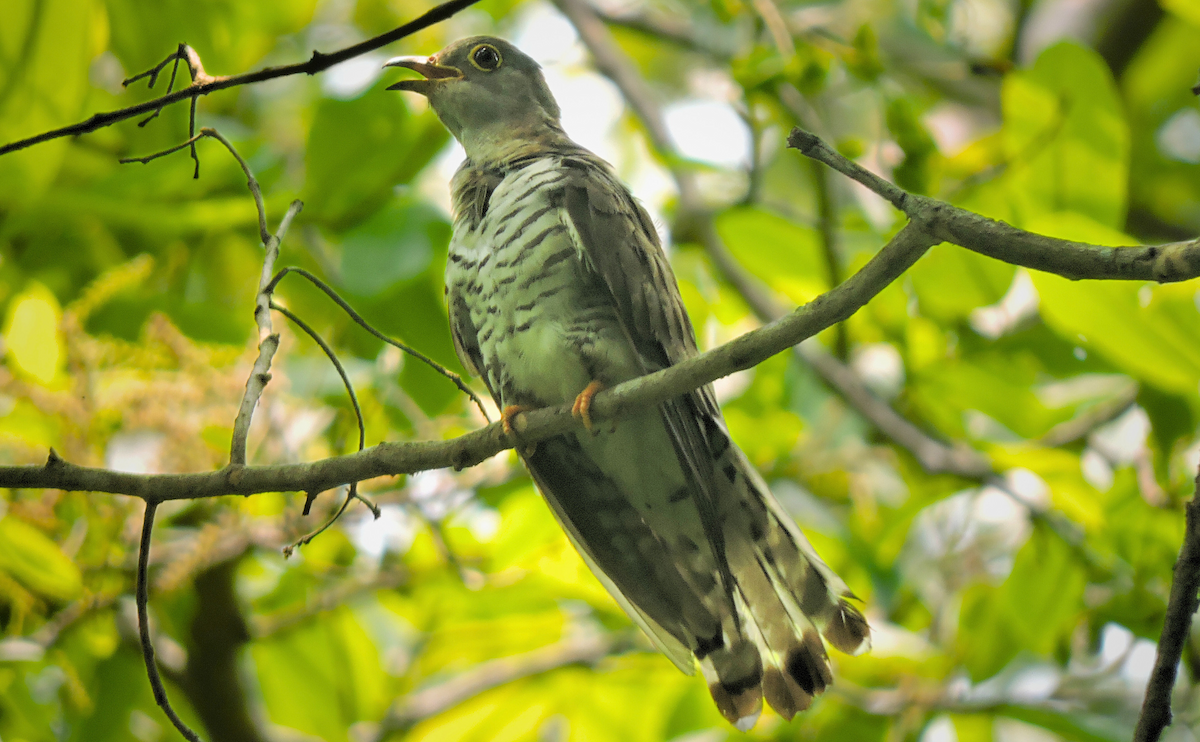 Indian Cuckoo - ML620292581