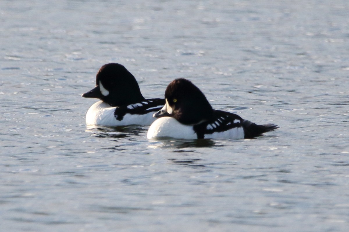 Barrow's Goldeneye - ML620292585