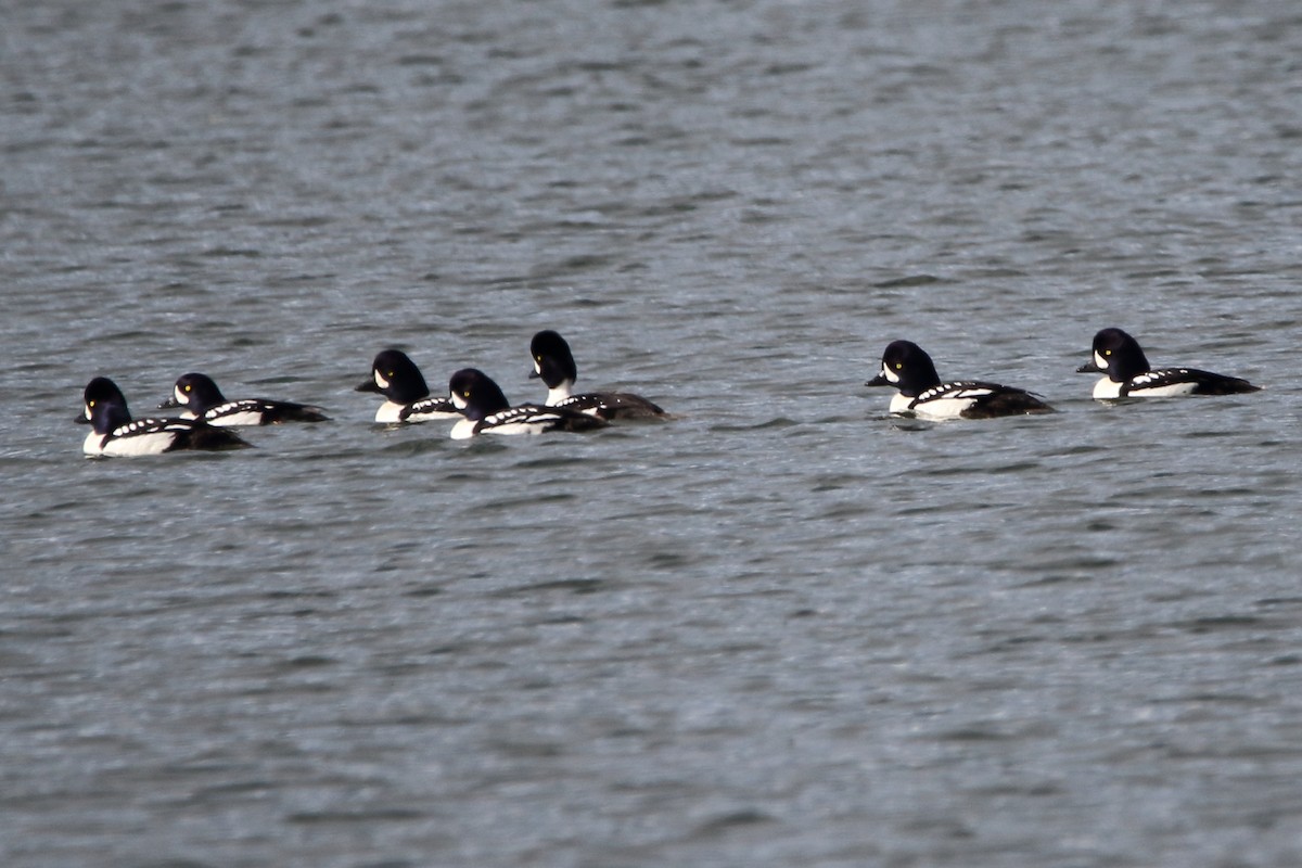 Barrow's Goldeneye - ML620292588