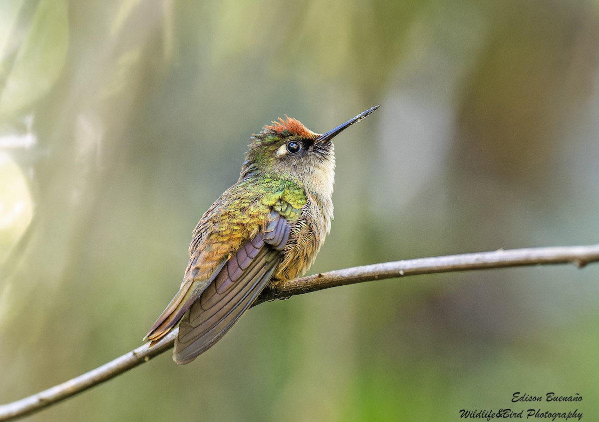 Colibrí Florido de Santa Marta - ML620292591