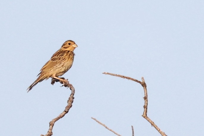 Corn Bunting - ML620292593