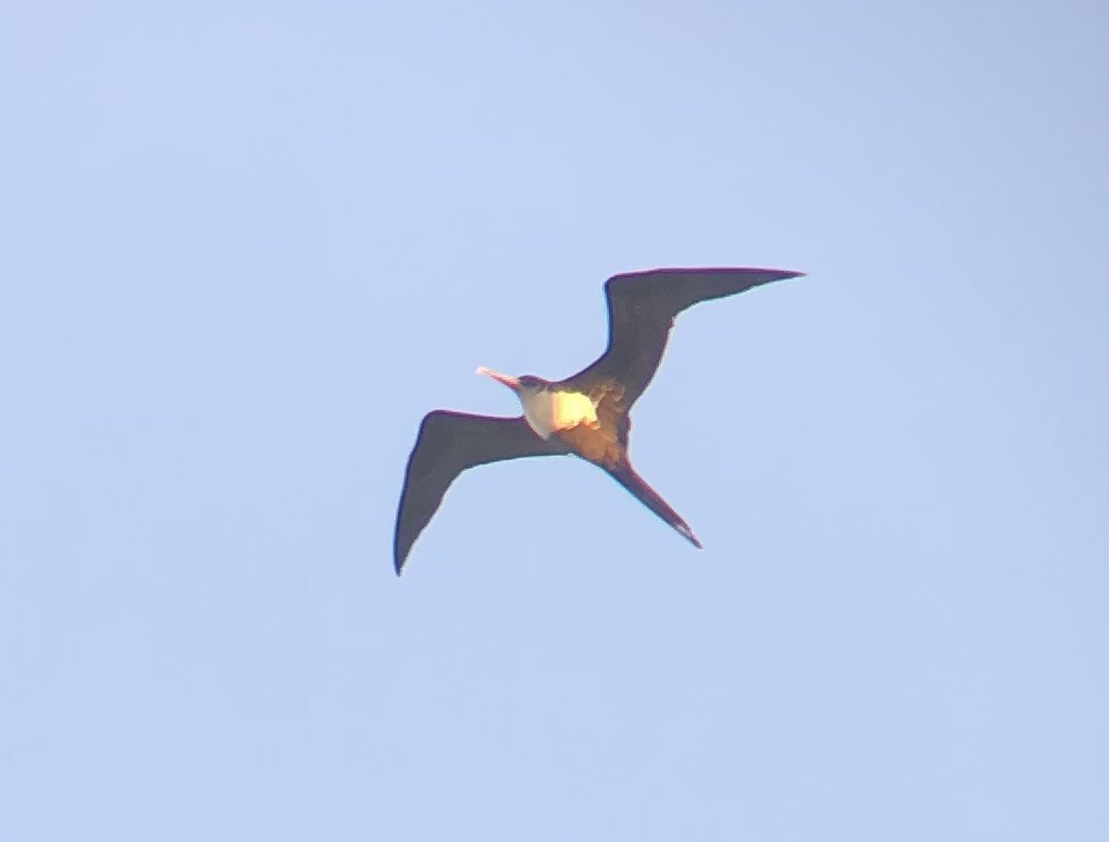 Great Frigatebird - ML620292594