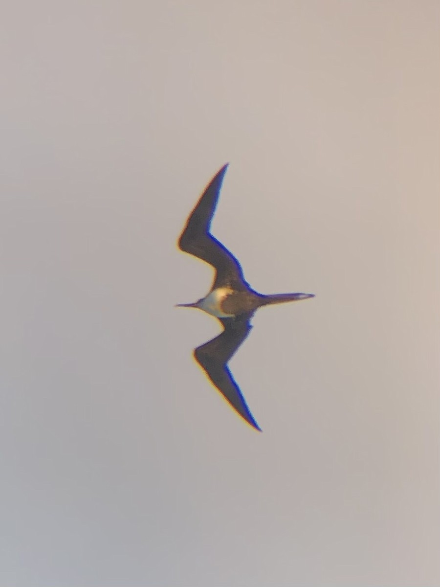 Great Frigatebird - ML620292595