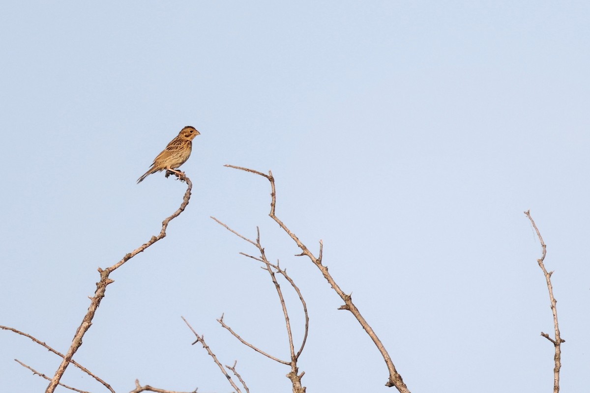 Corn Bunting - ML620292596