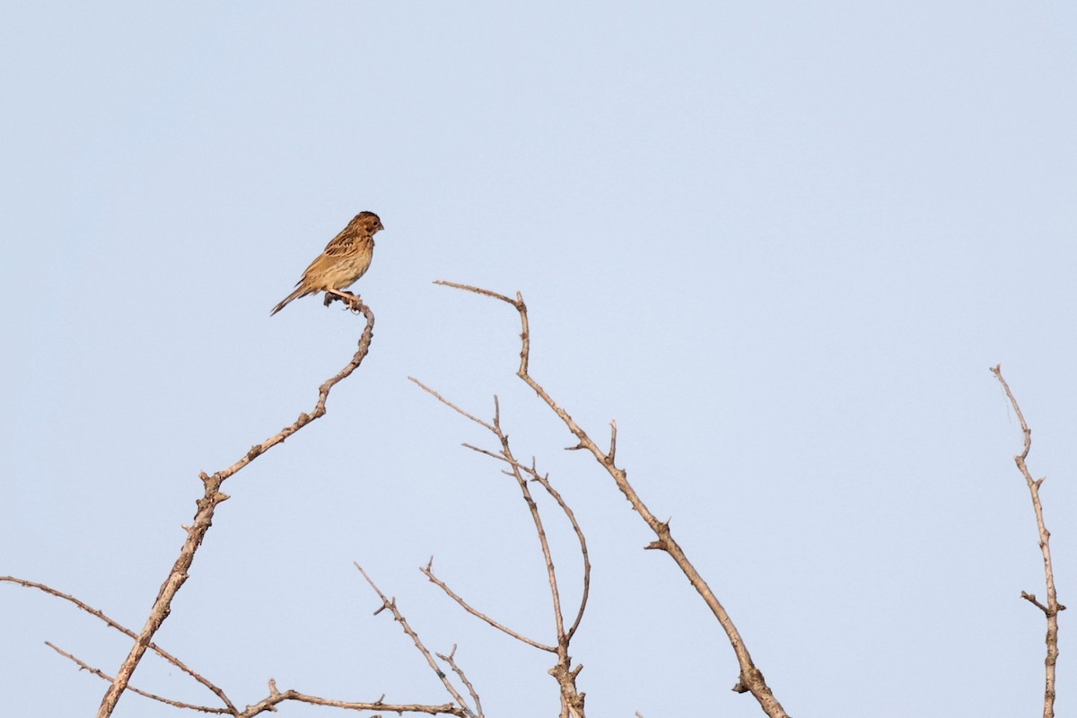 Corn Bunting - ML620292598