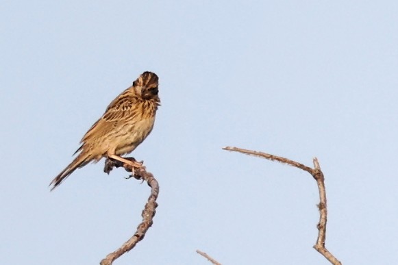 Corn Bunting - ML620292600