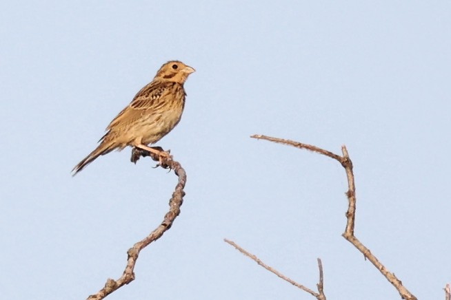 Corn Bunting - ML620292601