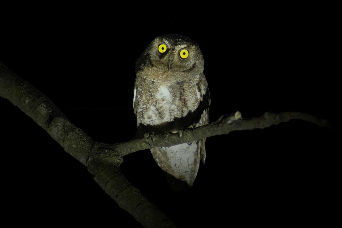 Oriental Scops-Owl - ML620292602