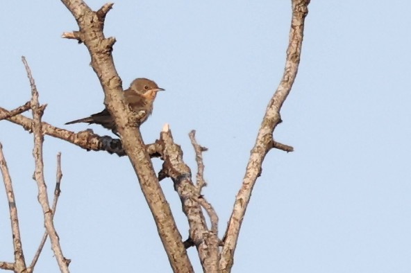 Eastern Subalpine Warbler - ML620292603