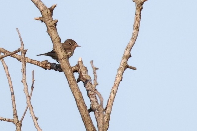 Curruca Carrasqueña Oriental - ML620292604