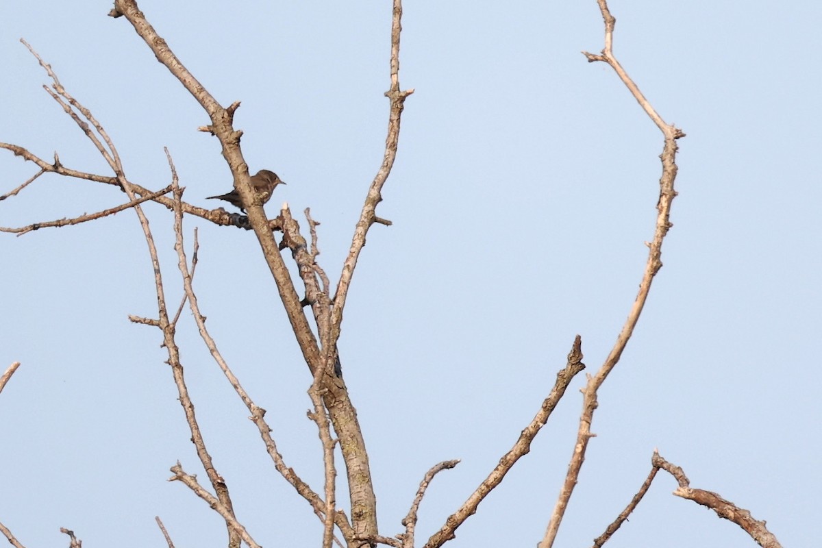 Eastern Subalpine Warbler - ML620292605