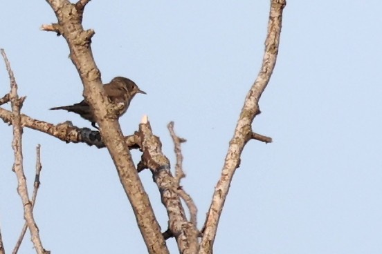 Eastern Subalpine Warbler - ML620292607