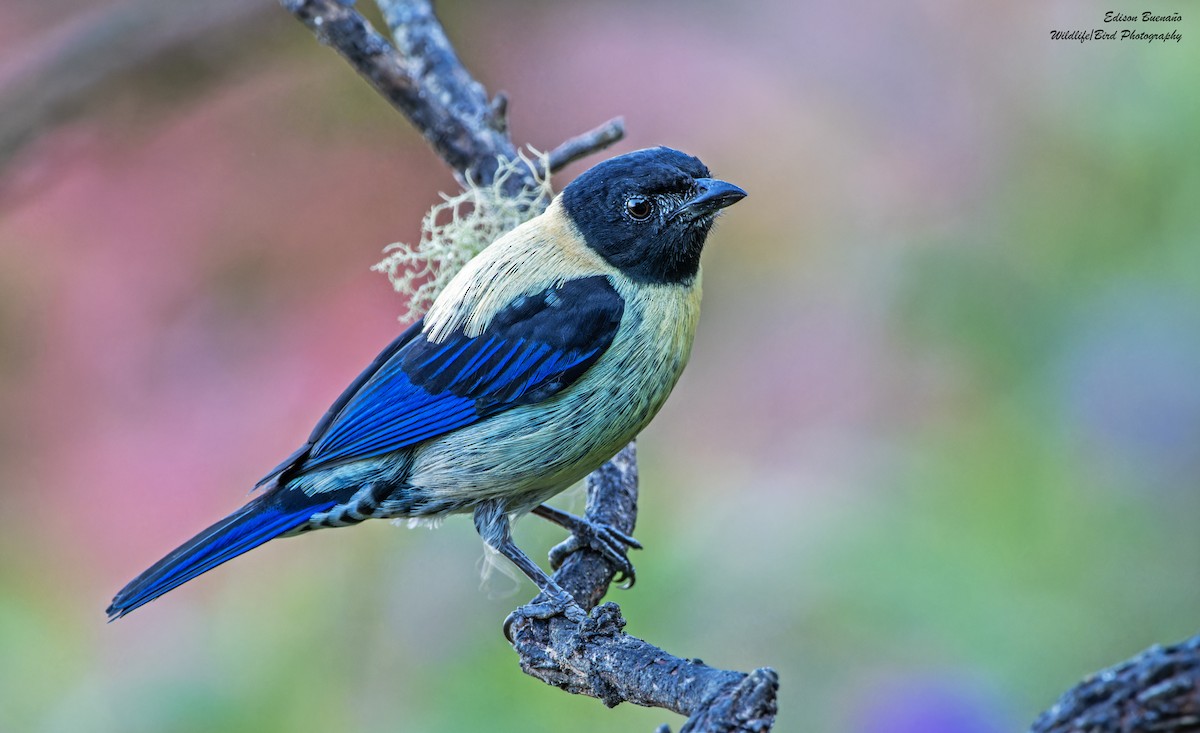 Black-headed Tanager - ML620292609