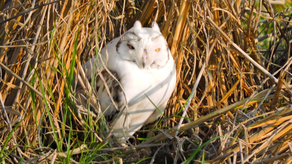 Short-eared Owl - ML620292614