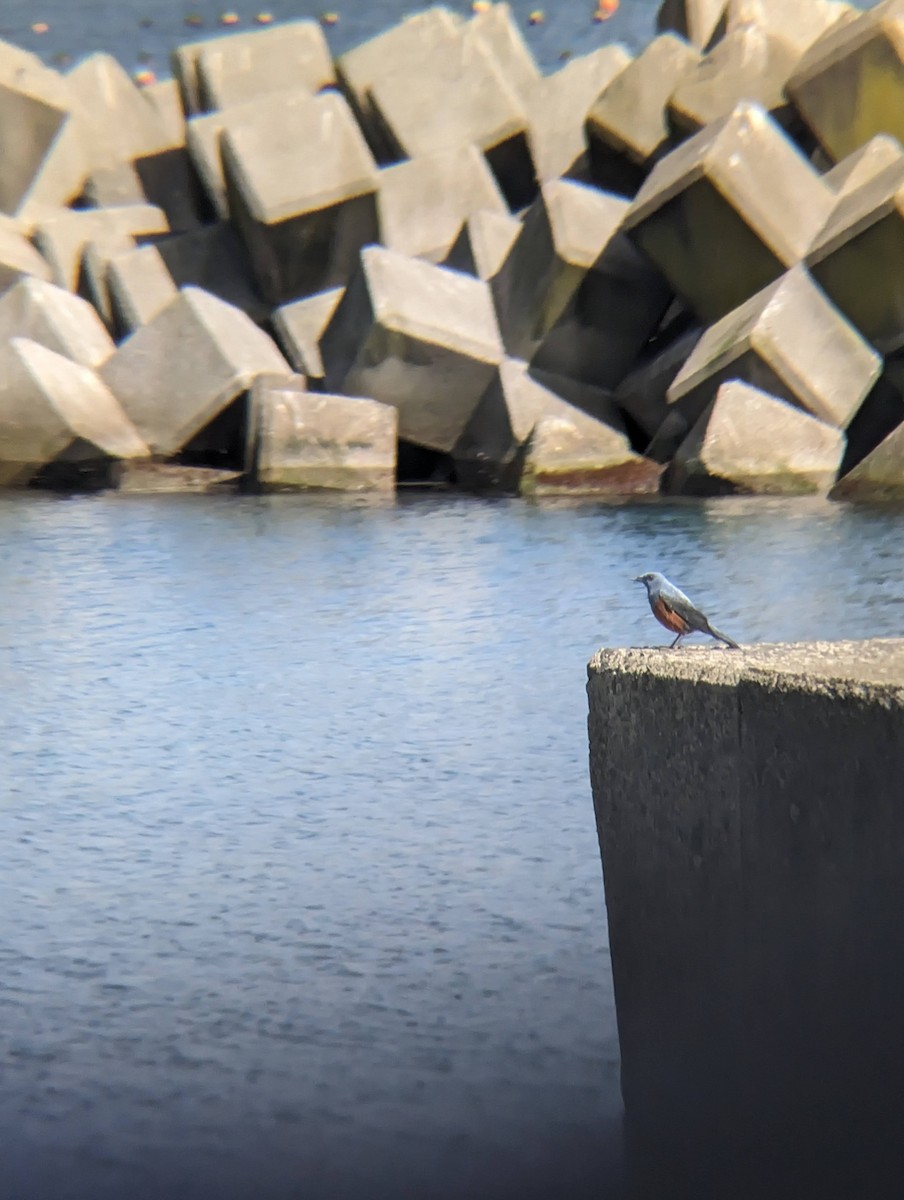 Blue Rock-Thrush - ML620292615