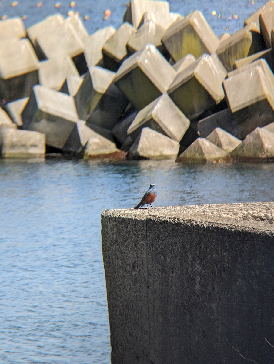 Blue Rock-Thrush - ML620292616