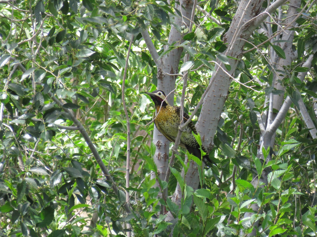 Green-barred Woodpecker - ML620292617