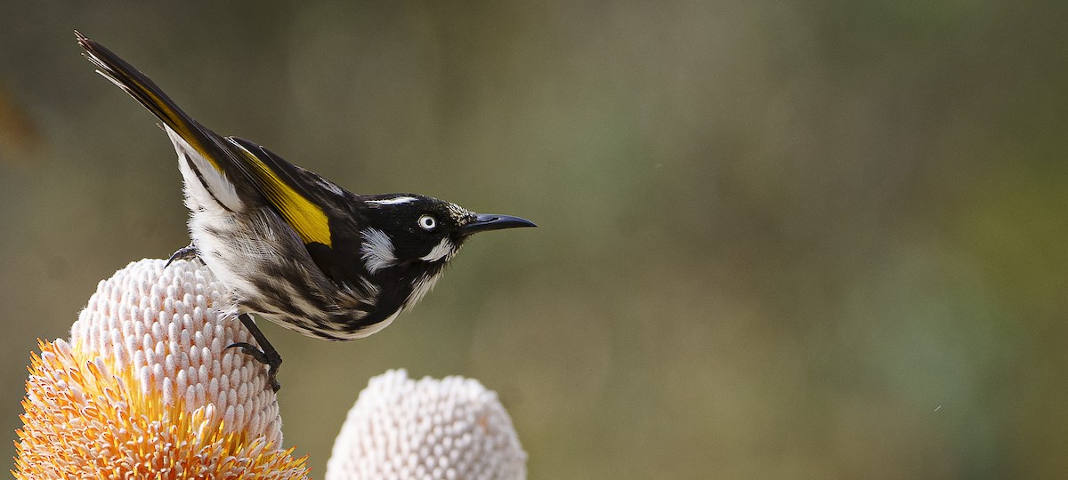 New Holland Honeyeater - ML620292619