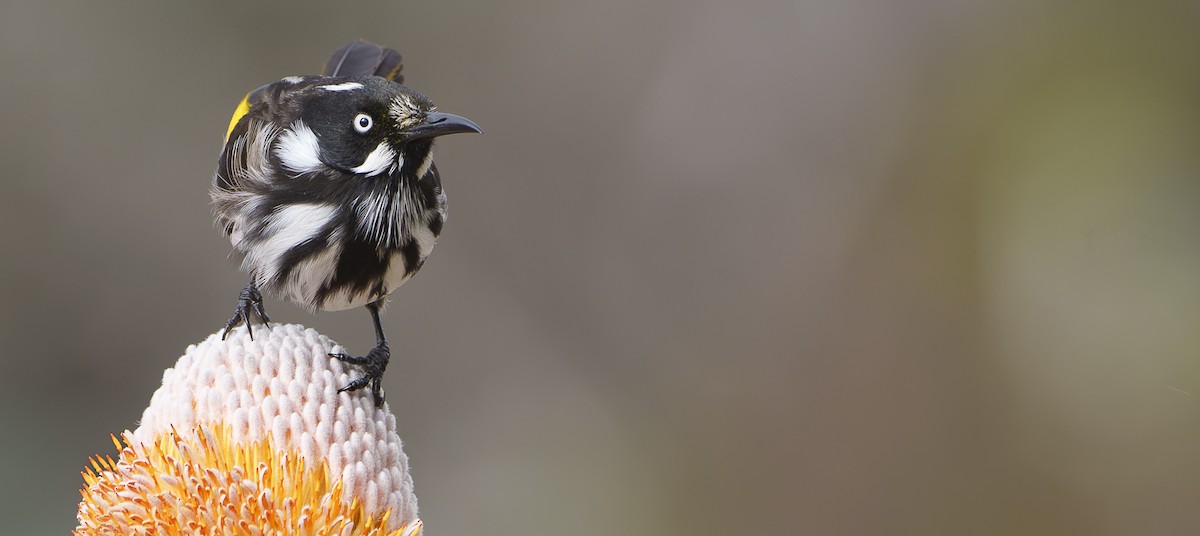 New Holland Honeyeater - ML620292620