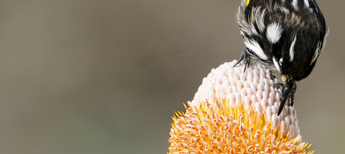 New Holland Honeyeater - ML620292621